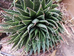 Aristaloe aristata