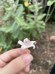 Calotropis