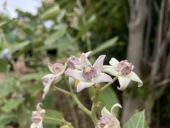 Calotropis
