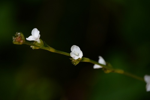 Callisia gentlei (Callisia gentlei)