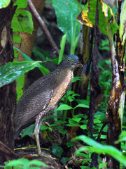 Gorsachius melanolophus