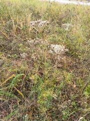 Kitagawia baicalensis