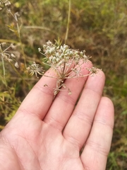 Kitagawia baicalensis