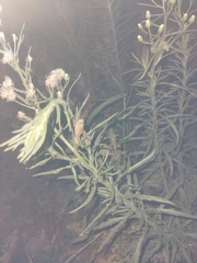 Eyprepocnemis plorans