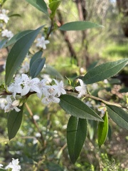 Myoporum petiolatum