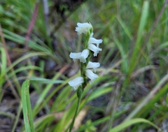 Spiranthes incurva
