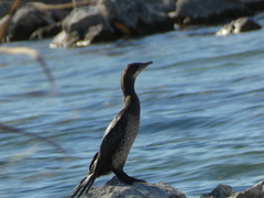 Microcarbo pygmaeus