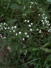 Parthenium