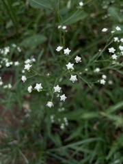 Parthenium
