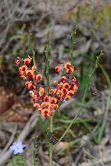 Daviesia brevifolia