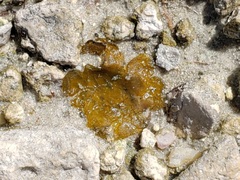 Nostocales