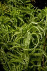 Sphagnum pacificum