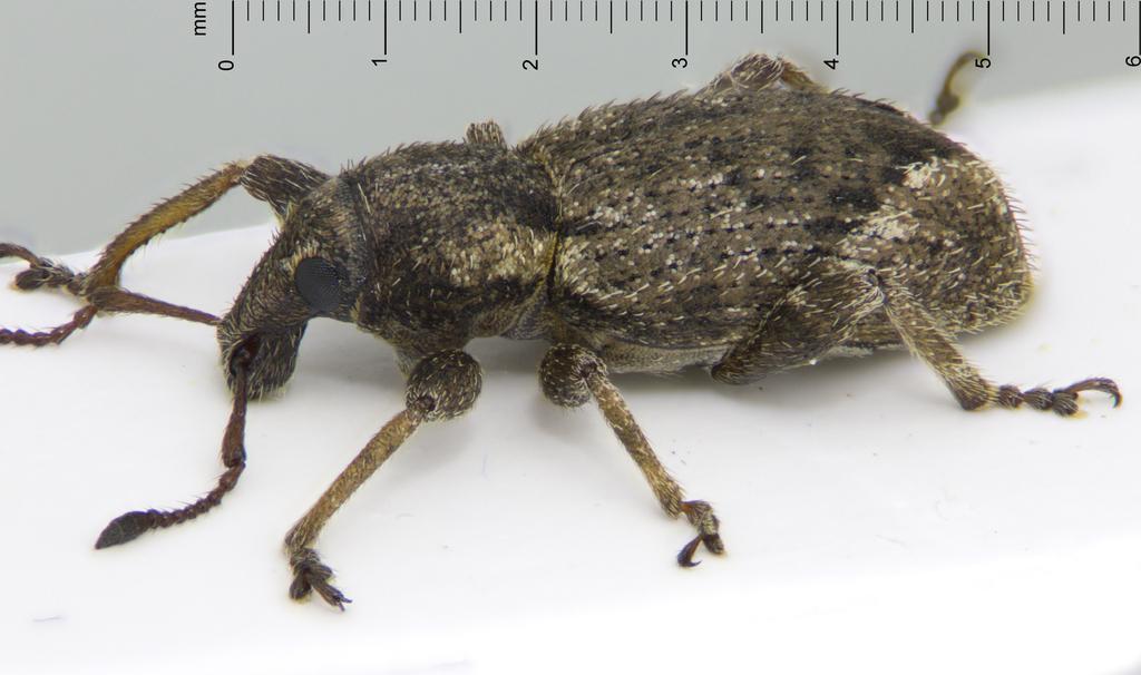 Chalepistes stolidus