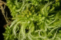 Sphagnum pacificum