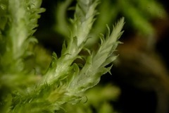 Sphagnum pacificum