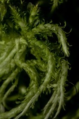 Sphagnum pacificum
