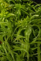 Sphagnum pacificum