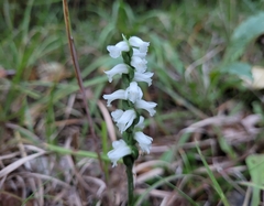 Spiranthes incurva
