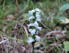 Spiranthes incurva