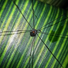 Sclerosomatidae