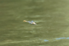 Erpetogomphus compositus