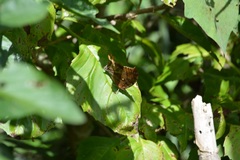 Consul excellens genini