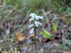 Spiranthes incurva