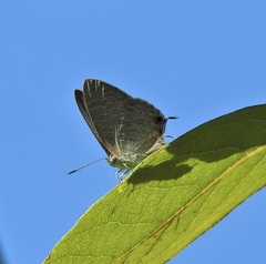 Catopyrops florinda