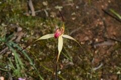 Caladenia fulva