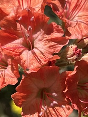 Nyctaginia capitata