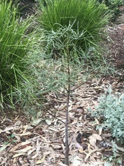 Acacia salicina