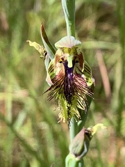 Calochilus campestris