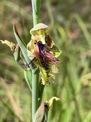Calochilus campestris