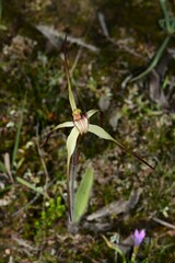 Caladenia fulva