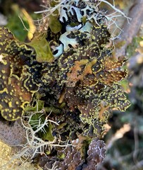 Pseudocyphellaria citrina