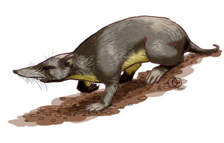 Puerto Rican Nesophontes (Nesophontes edithae) — Extinct Mammalia