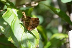 Consul excellens genini