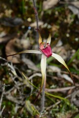Caladenia fulva