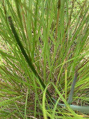 Calochilus campestris
