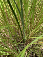 Calochilus campestris
