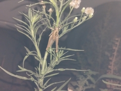 Eyprepocnemis plorans