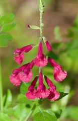 Salvia lemmonii