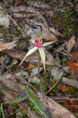 Caladenia fulva