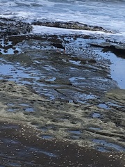 Haematopus fuliginosus