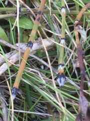 Equisetum variegatum
