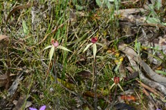 Caladenia fulva