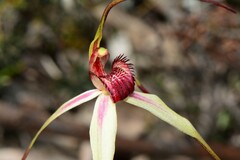 Caladenia fulva