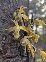 Erythrorchis cassythoides