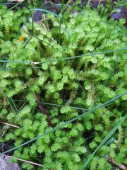 Ptychomnion aciculare