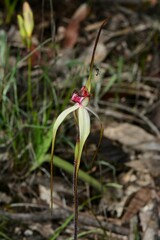Caladenia fulva